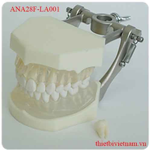 ANA28F-LA001 (TRANSPARENT) REMOVABLE ANATOMICAL ROOTED TEETH MODEL