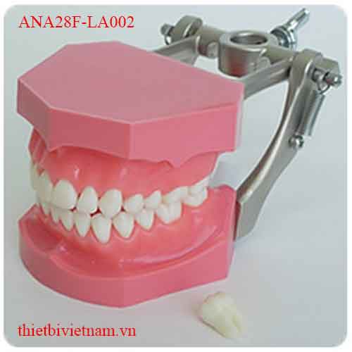 ANA28F-LA002 (PINK) REMOVABLE ANATOMICAL ROOTED TEETH MODEL