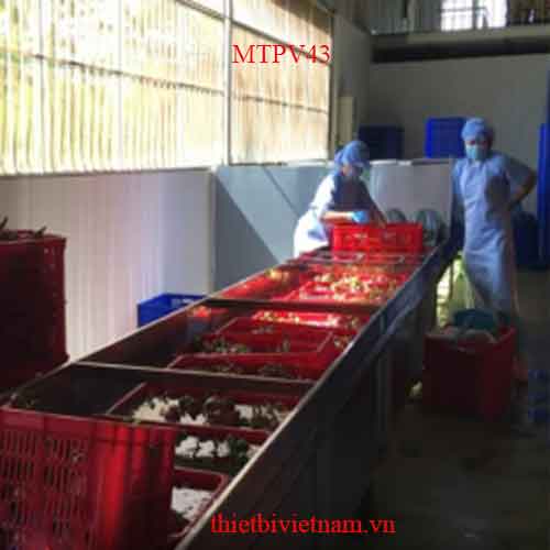 Dây chuyền rửa thanh long, máy công nghiệp liên tục MTPV43