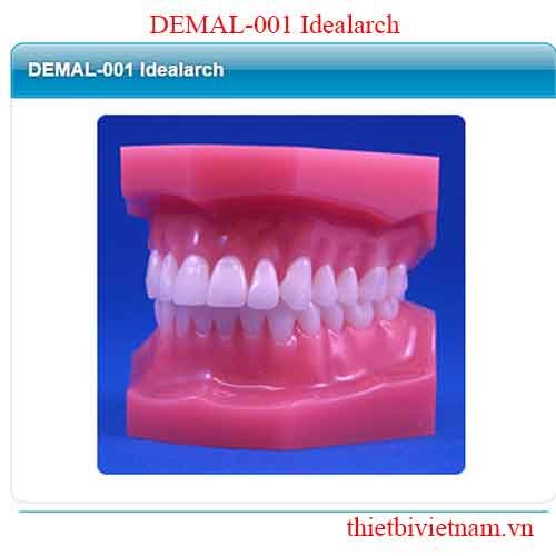 MALOCCULUSION MODELS DEMAL-001 Idealarch