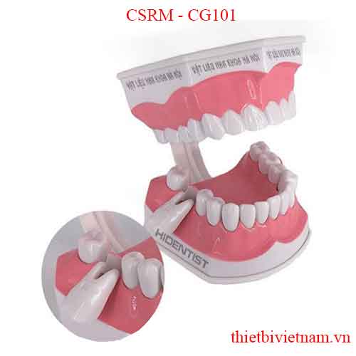 MẪU HÀM CHĂM SÓC RĂNG MIỆNG COLGATE CSRM - CG101