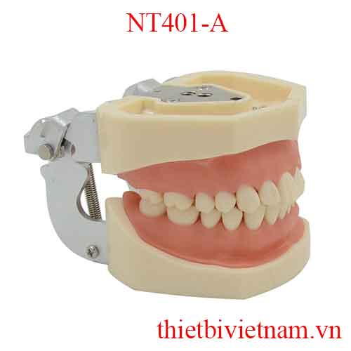 MẪU HÀM THỰC HÀNG MÀI CÙI NT401-A