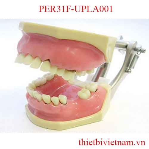 MÔ HÌNH RĂNG HÀM MẶT PER31F-UPLA001