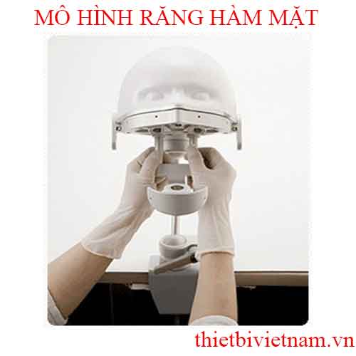 MÔ HÌNH RĂNG HÀM MẶT (PHANTOM SYSTEM DEVELOPED FOR EASE OF USE)