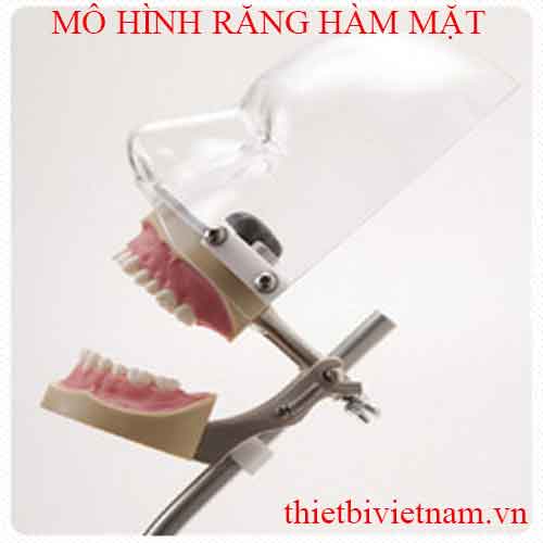 MÔ HÌNH RĂNG HÀM MẶT (SIMPLE MANIKIN-EASY TO PREPARE AND STORE)